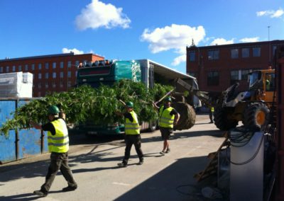 Plantering träd, Mobilia Malmö. Kvalitet 30-35