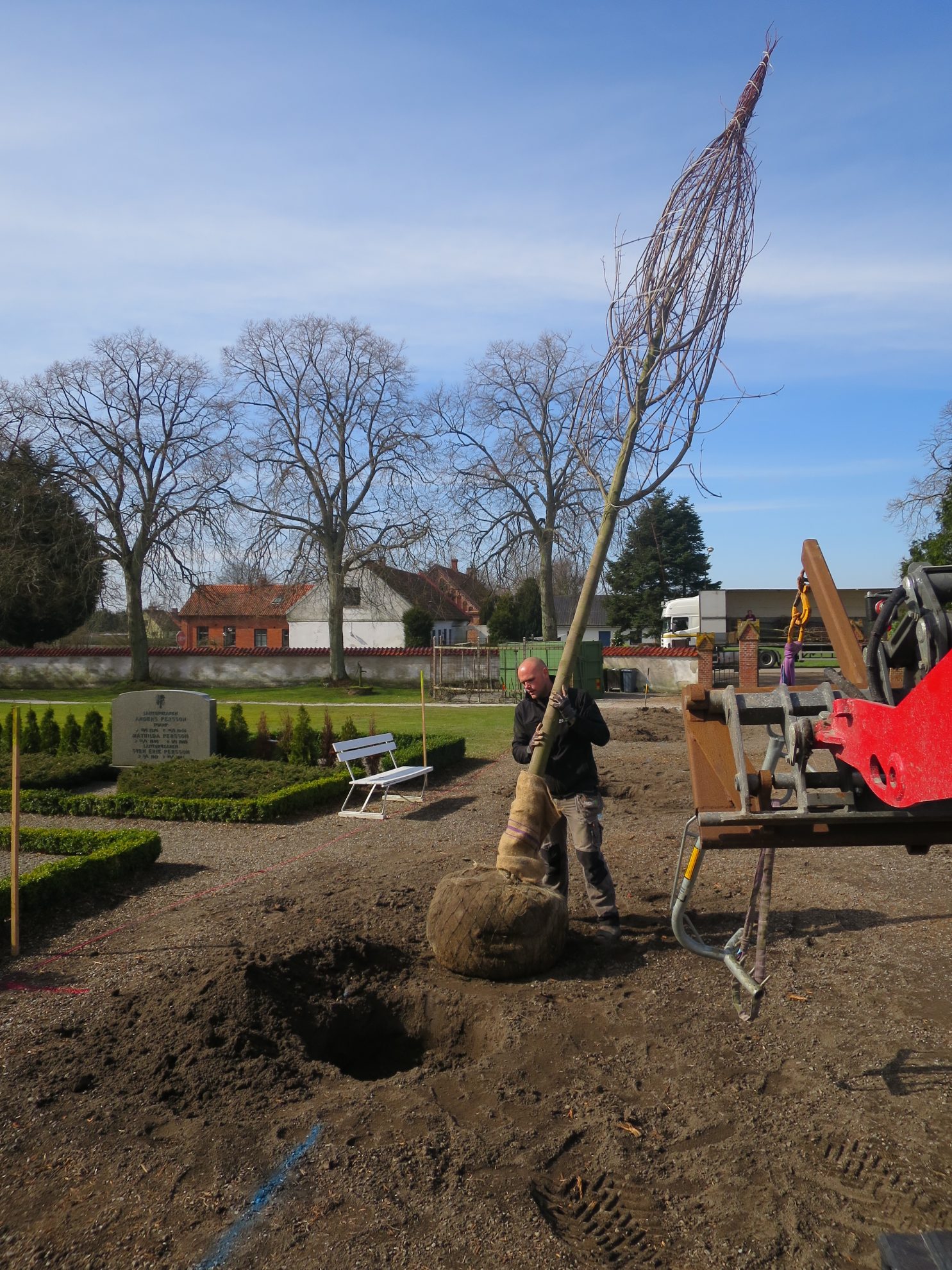 Trädstorlek 25-30 Acer Freemanii