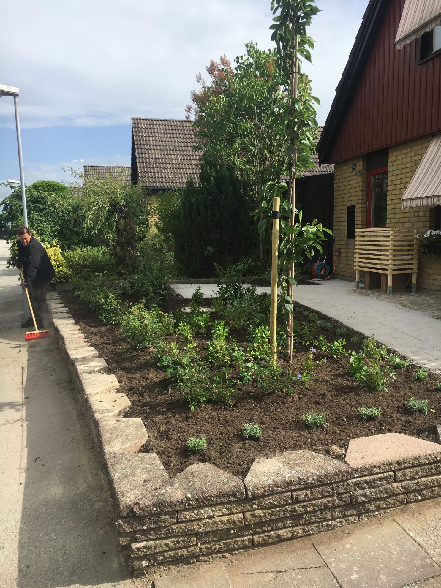 Talgoxegatan vellinge nyanläggning trädgård plantering lavendel amonogawa
