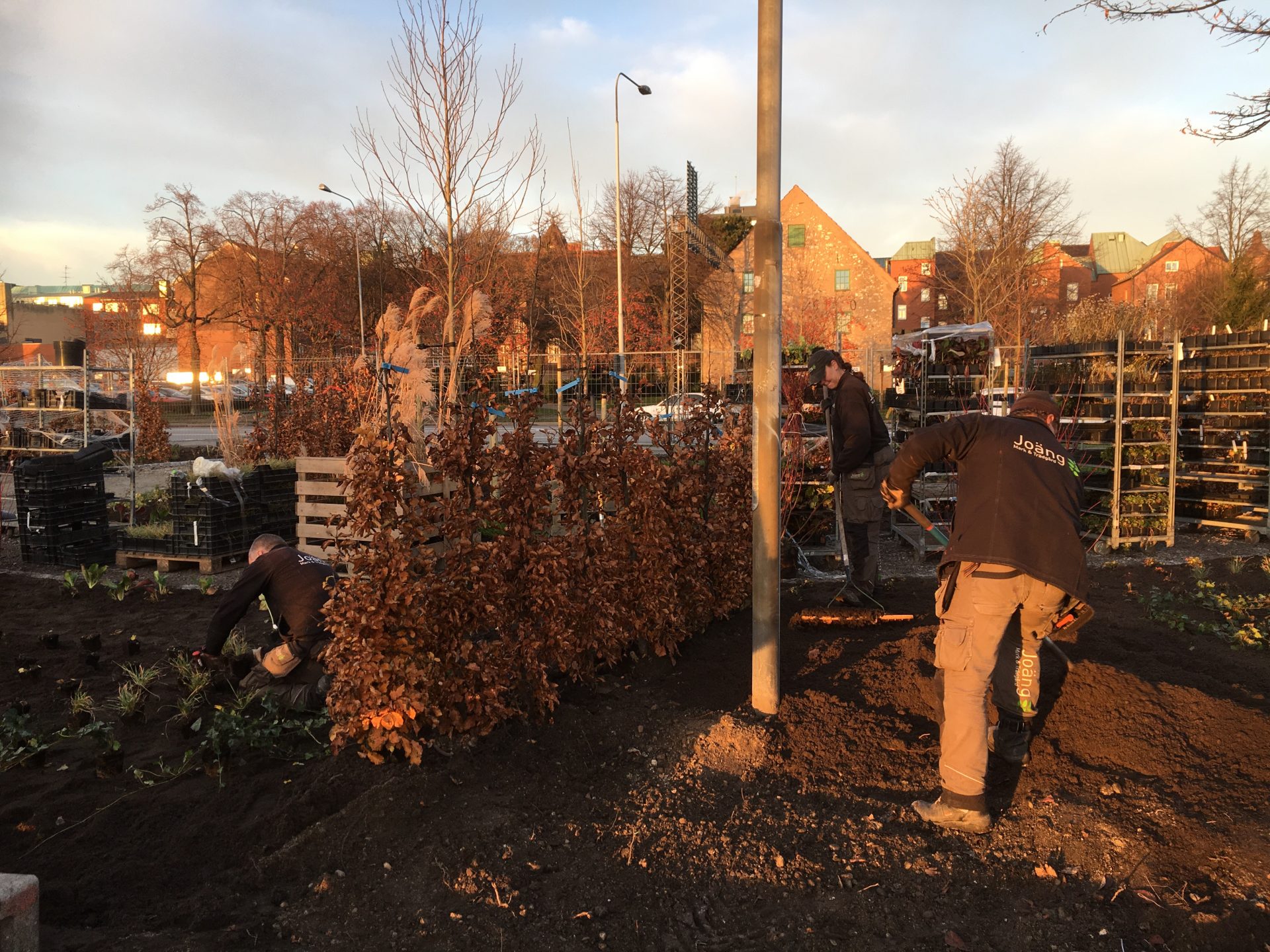 Plantering Järnvägsparken buskar färdig häck Hasselfors E-jord