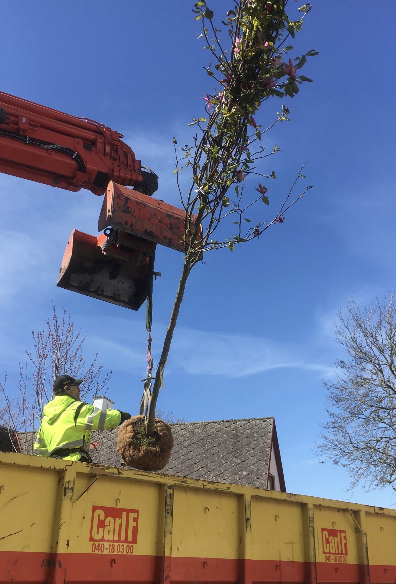 carl f kranbil flak skopa trädlyft Magnolia 'Galaxy' klump 14-16